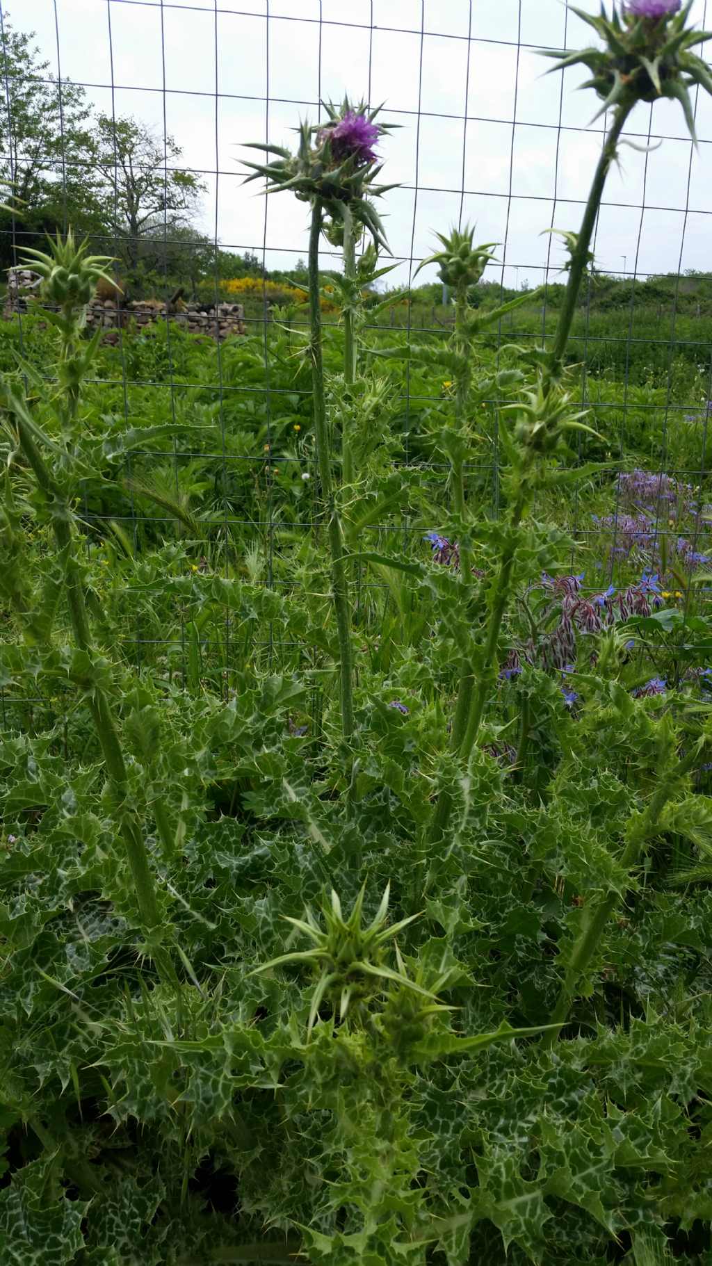 Silybum marianum (Asteraceae)